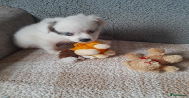 Pomeranian dogs - Advert 1