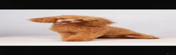 Cavapoo dogs for sale: F1 Health Tested Toy Cavapoos - Advert 7