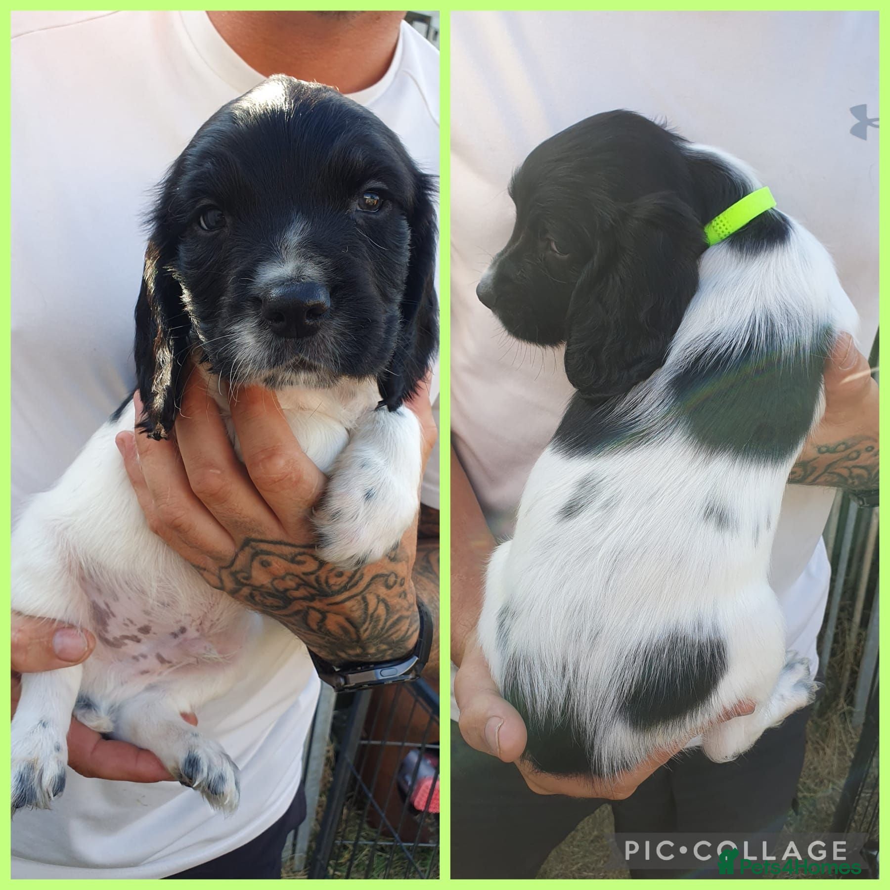 English Springer Spaniel dogs springer springer pups - Advert 1