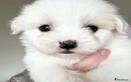 Coton De Tulear dogs for sale: Coton de Tulear puppies  - Image 13