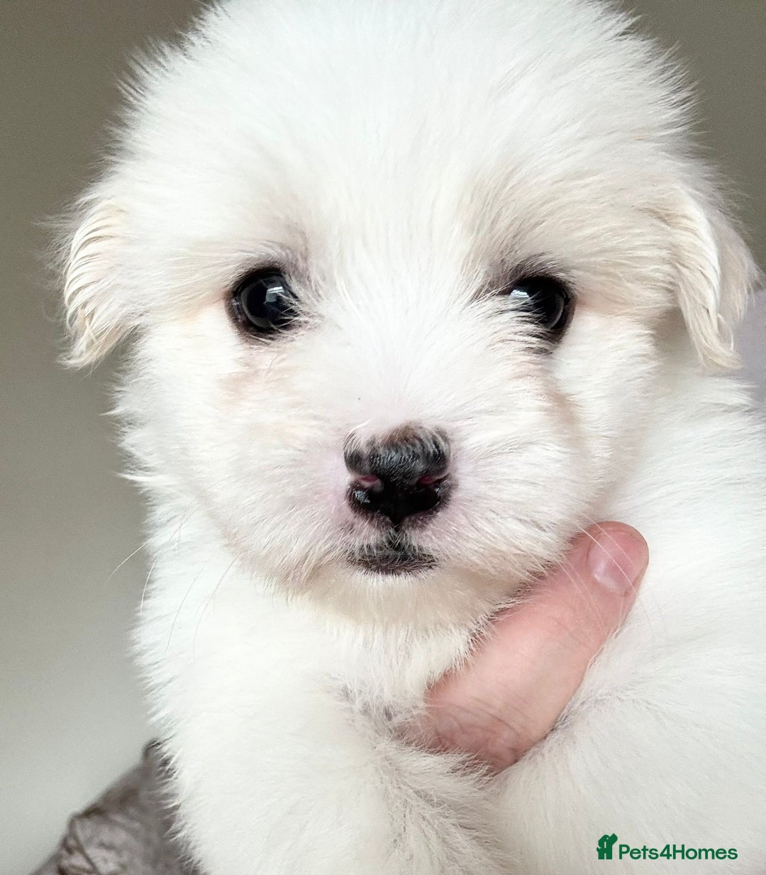 Coton De Tulear dogs for sale: Coton de Tulear puppies  - Image 13