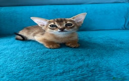 Abyssinian cats for sale: Last Pedigree abbysinian girl left! - Image 15