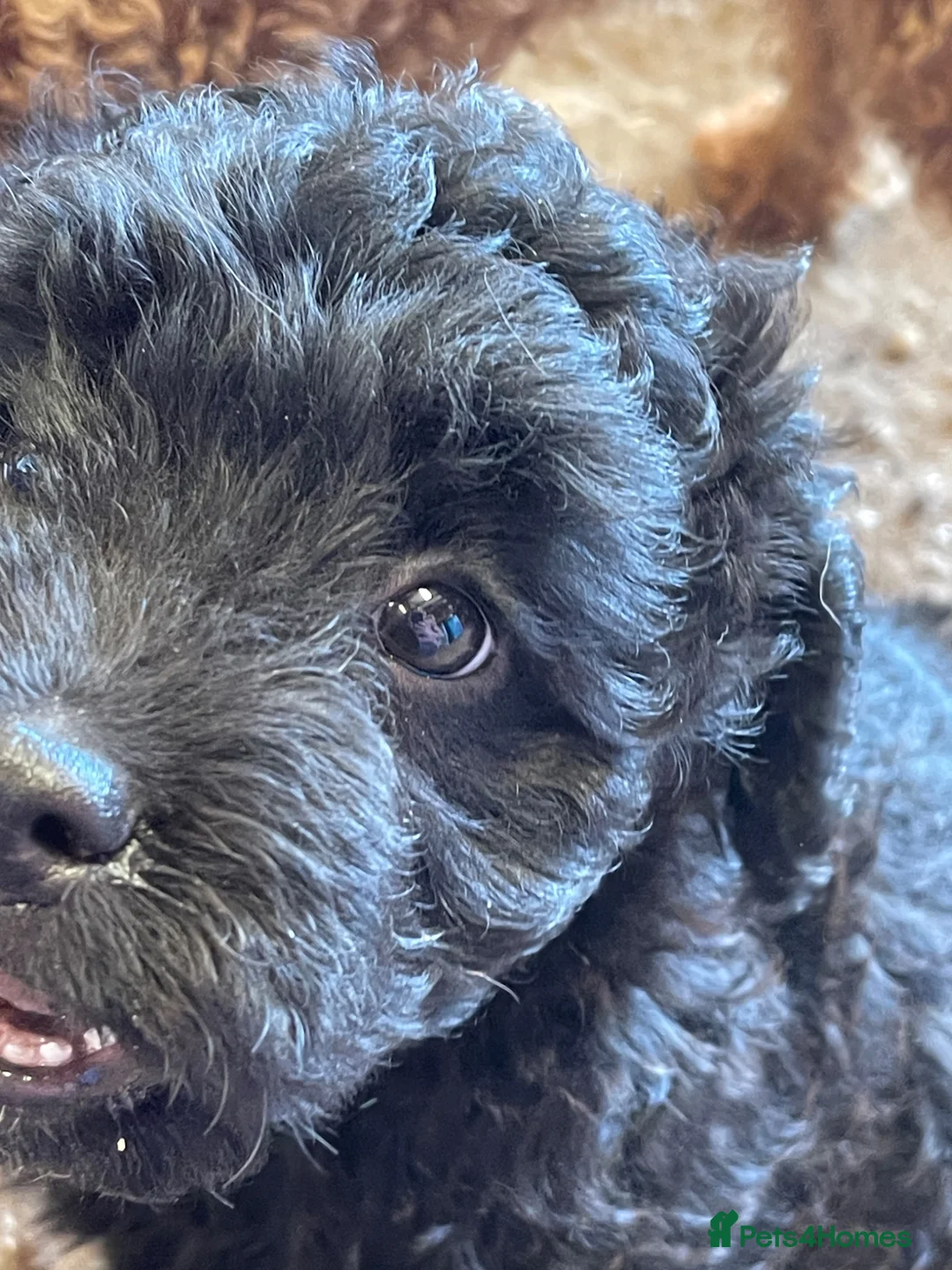 Mixed Breed dogs for sale: Gorgeous Froodle Pups for sale - Advert 9