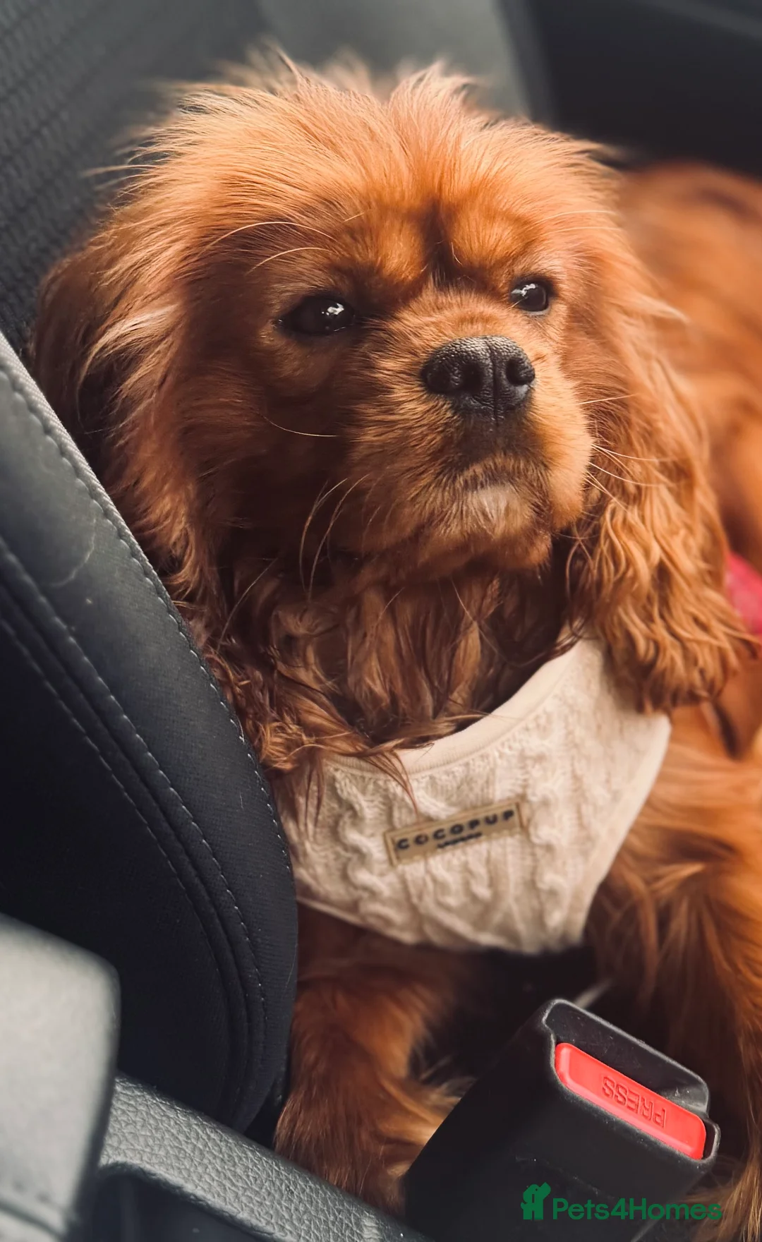 Cavalier King Charles Spaniel dogs for stud: Solid Ruby green doppler  cavalier King Charles  in Stoke-on-Trent - Advert 2