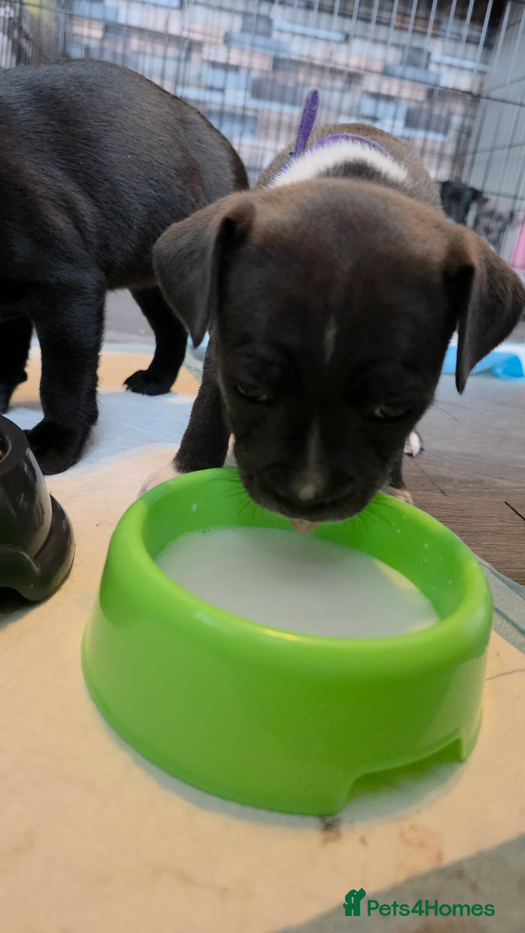 Staffordshire Bull Terrier dogs for sale: Staffordshire bull terrier blues  - Advert 29