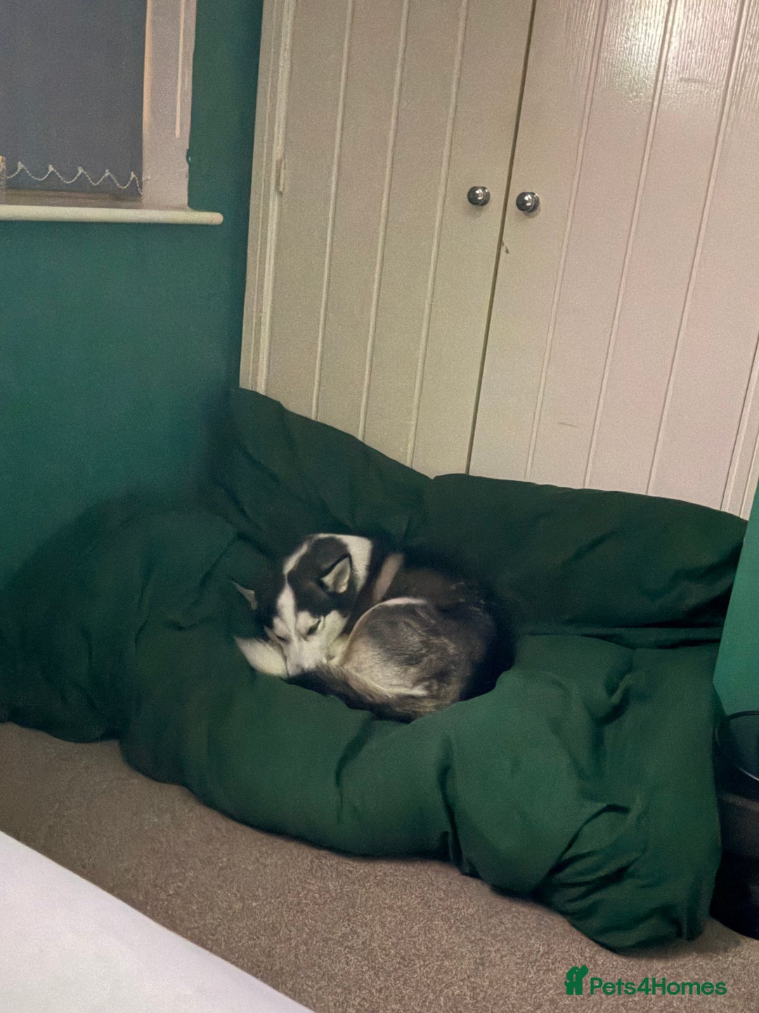 Siberian Husky dogs for sale: Siberian Husky - Advert 1