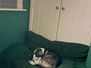 Siberian Husky dogs Siberian Husky - Advert 22