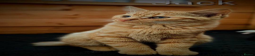 Mixed Breed Kitten 1