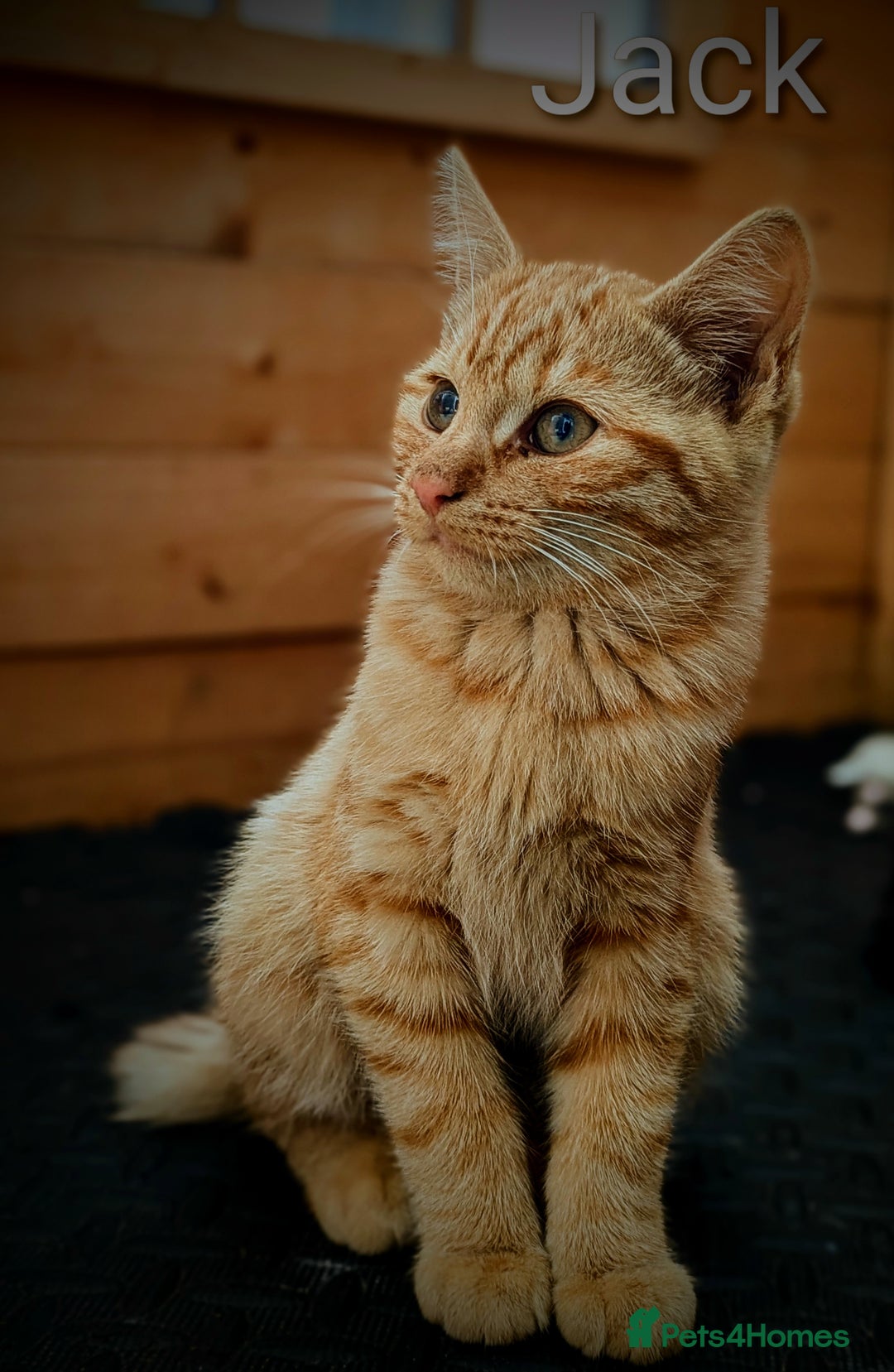 Mixed Breed cats for sale: Male & female Ginger Bengal/Norwegian kittens! - Image 1