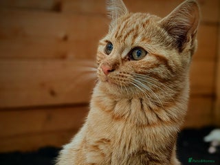 Mixed Breed cats - Advert 23