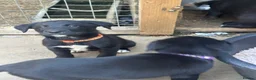 Borador dogs for sale: Beautiful Borodor’s  - Advert 16