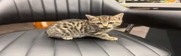 Mixed Breed cats for sale: Beautiful tabby female kitten for sale - Advert 5