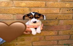 Jack Russell dogs for sale: Jack Russell Puppies - Image 1