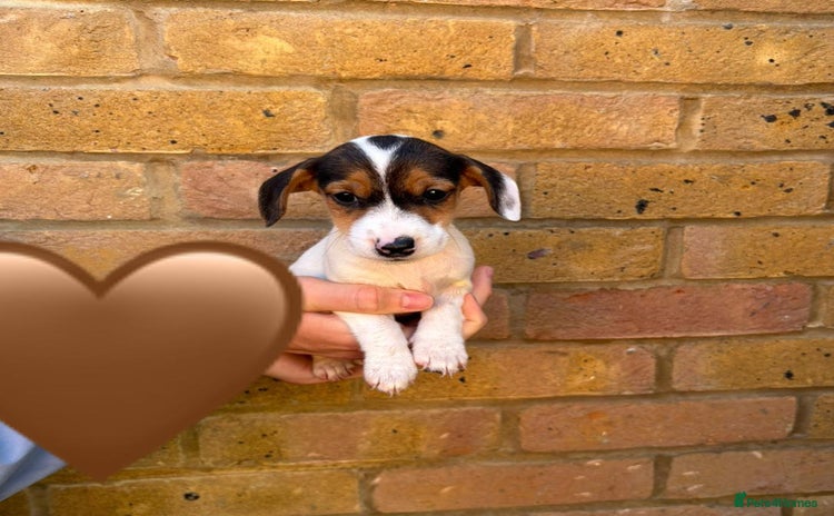 Jack Russell dogs - Advert 2