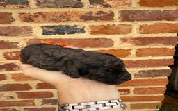 Toy Poodle dogs for sale: Pedigree Toy Poodle puppies, DNA tested parents - Image 8