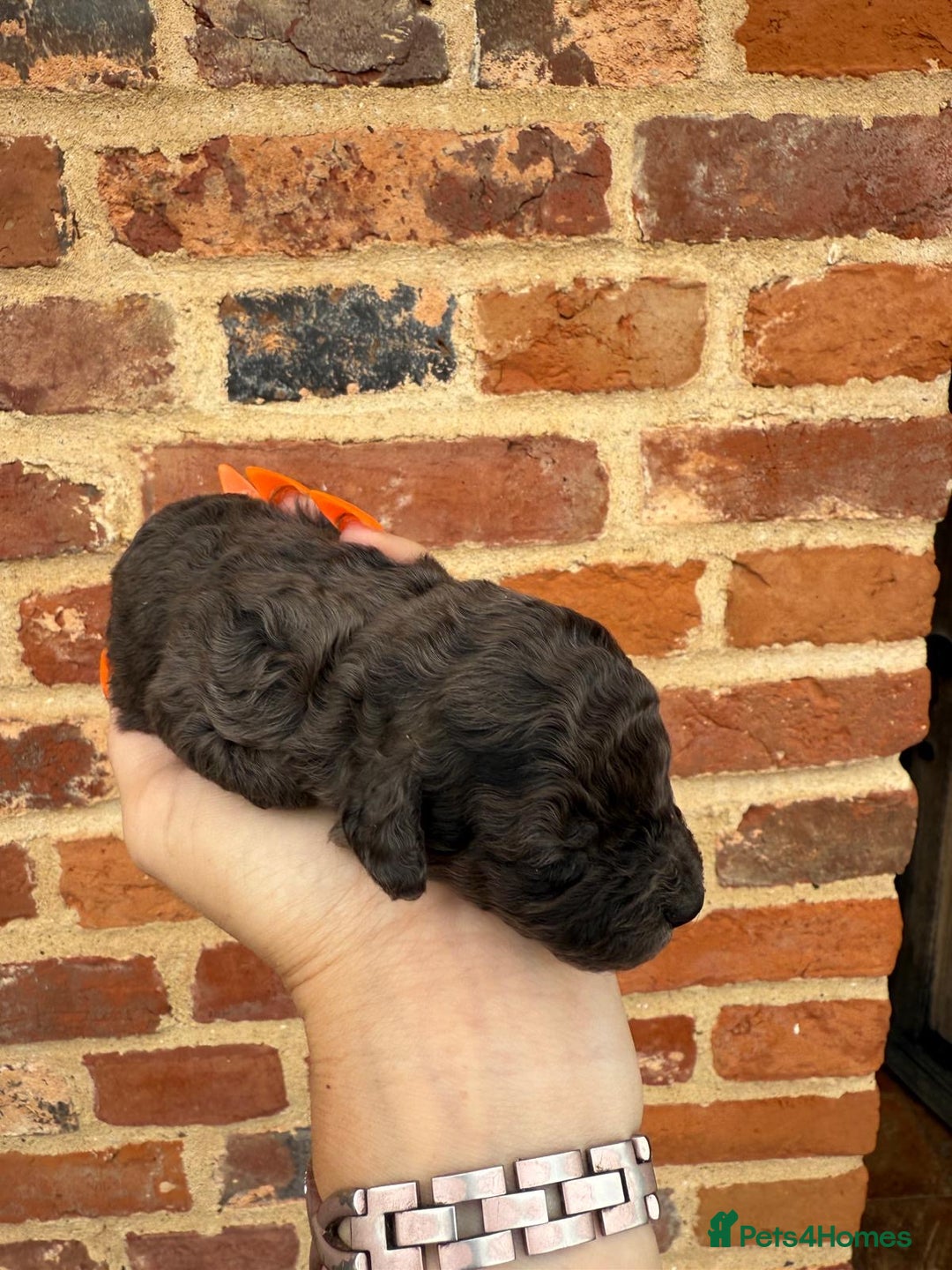 Toy Poodle dogs for sale: Pedigree Toy Poodle puppies, DNA tested parents - Image 8