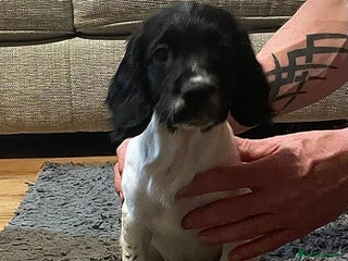 English Springer Spaniel dogs Bw Springer spaniel puppies - Advert 10