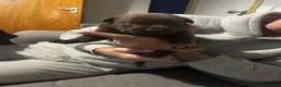 Mixed Breed dogs for sale: Staffrador puppies - Advert 7