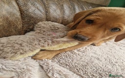 Labrador Retriever dogs for sale: KC Reg Fox-red Lab puppies, working type - Image 7