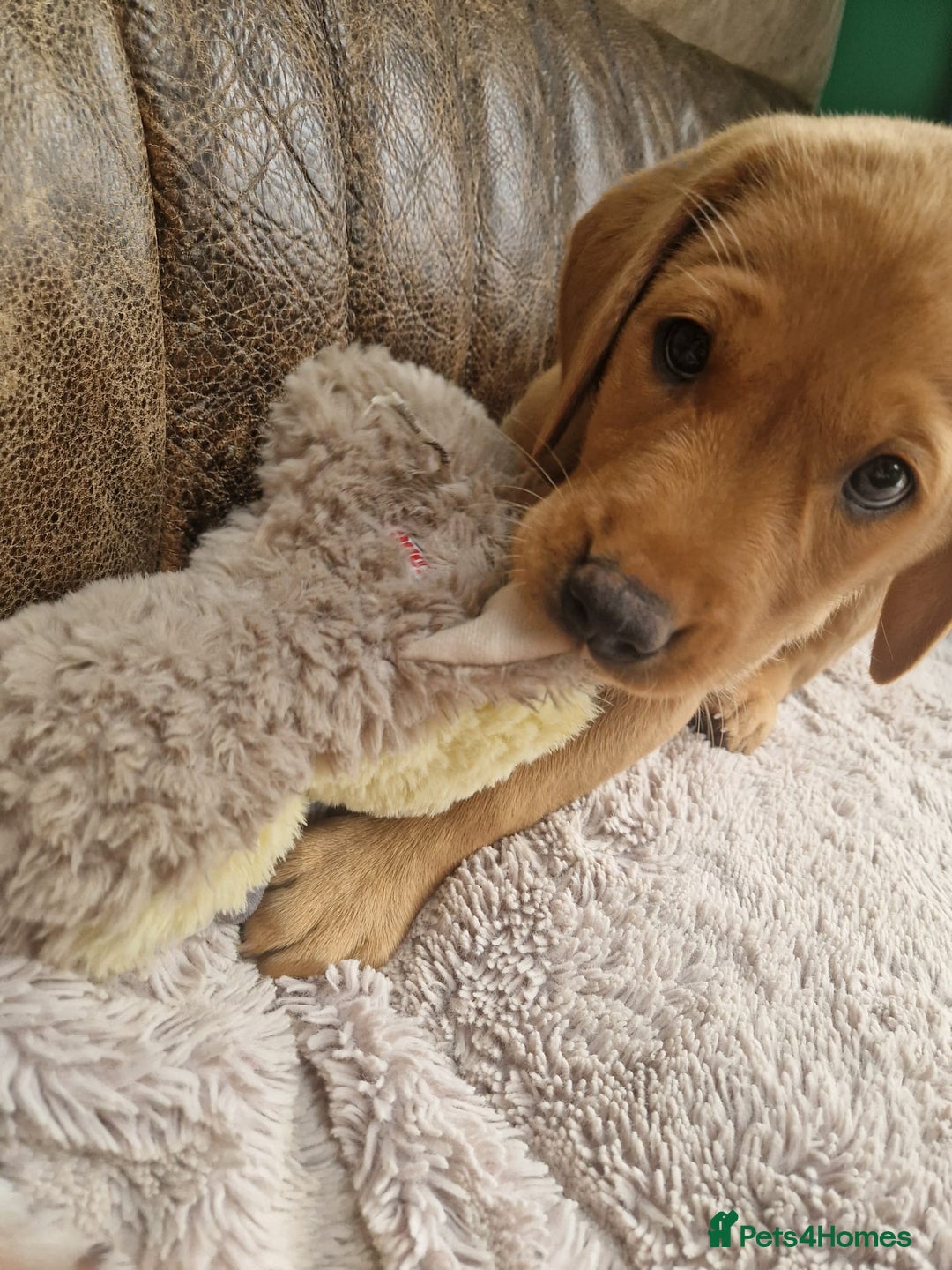Labrador Retriever dogs for sale: KC Reg Fox-red Lab puppies, working type - Image 7