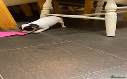 Mixed Breed dogs for sale: 3 puppies ready 21st November  - Image 6