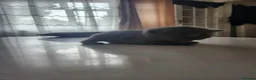 British Shorthair cats for sale: Adorable British Shorthair Kittens - Advert 6