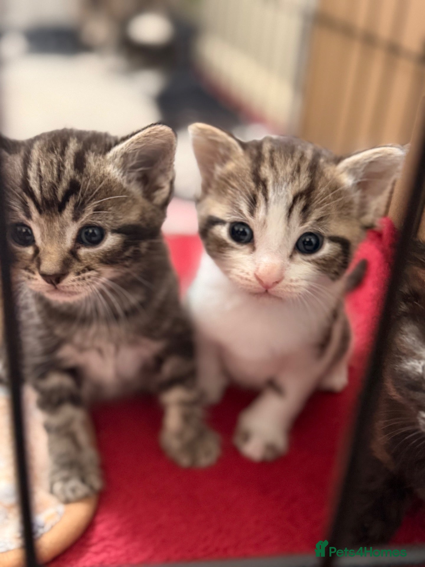 Mixed Breed cats 5 beautiful kittens  - Advert 1