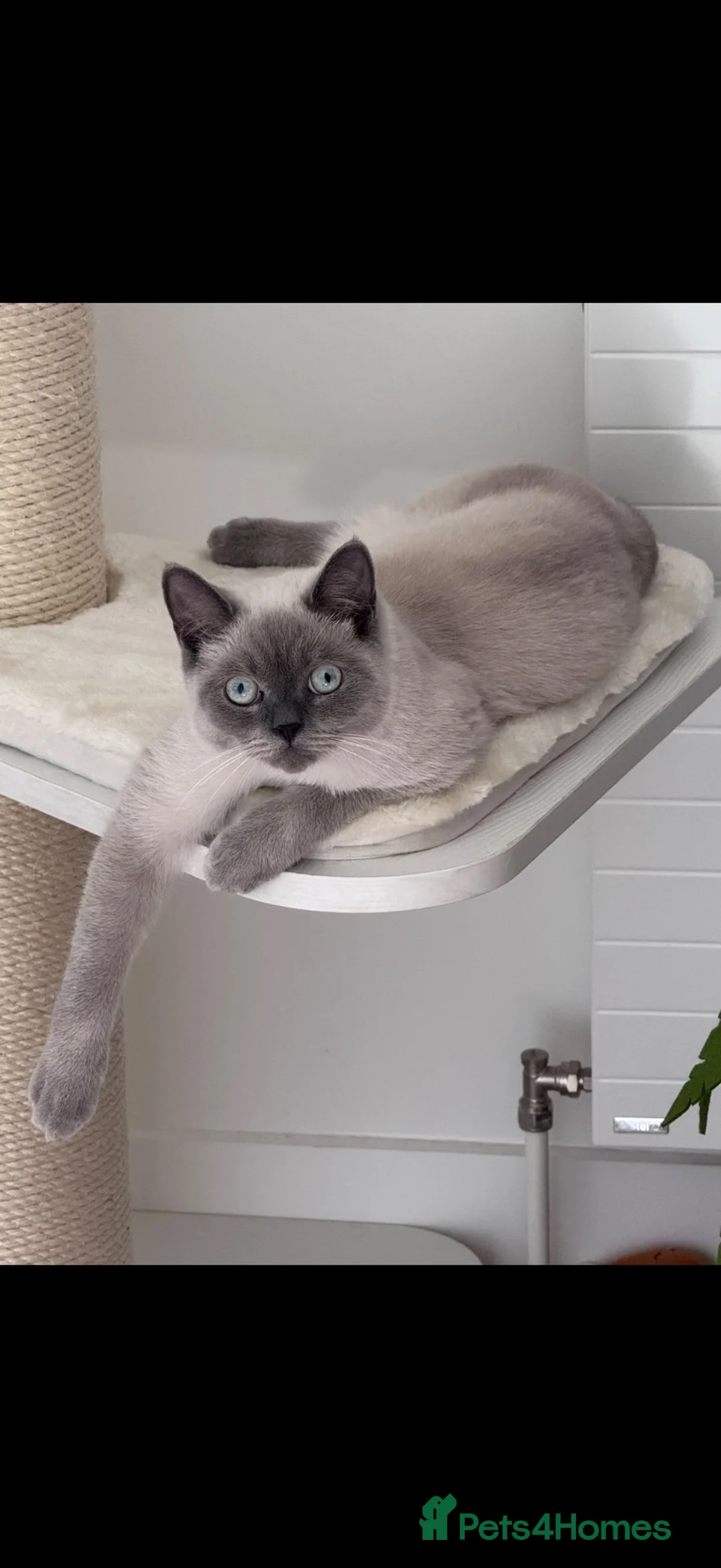 British Shorthair cats for sale: Male colourpoint British short hair  - Advert 2