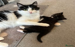 Domestic Shorthair cats for sale: Domestic longhair kittens - Image 9