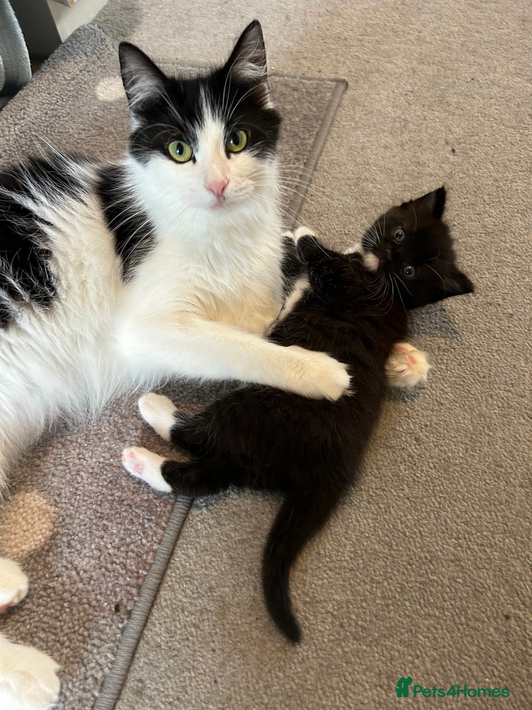 Domestic Shorthair cats for sale: Domestic longhair kittens - Image 9
