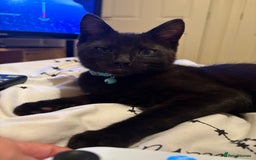 Domestic Shorthair cats for sale: Meet Toothless - Image 1