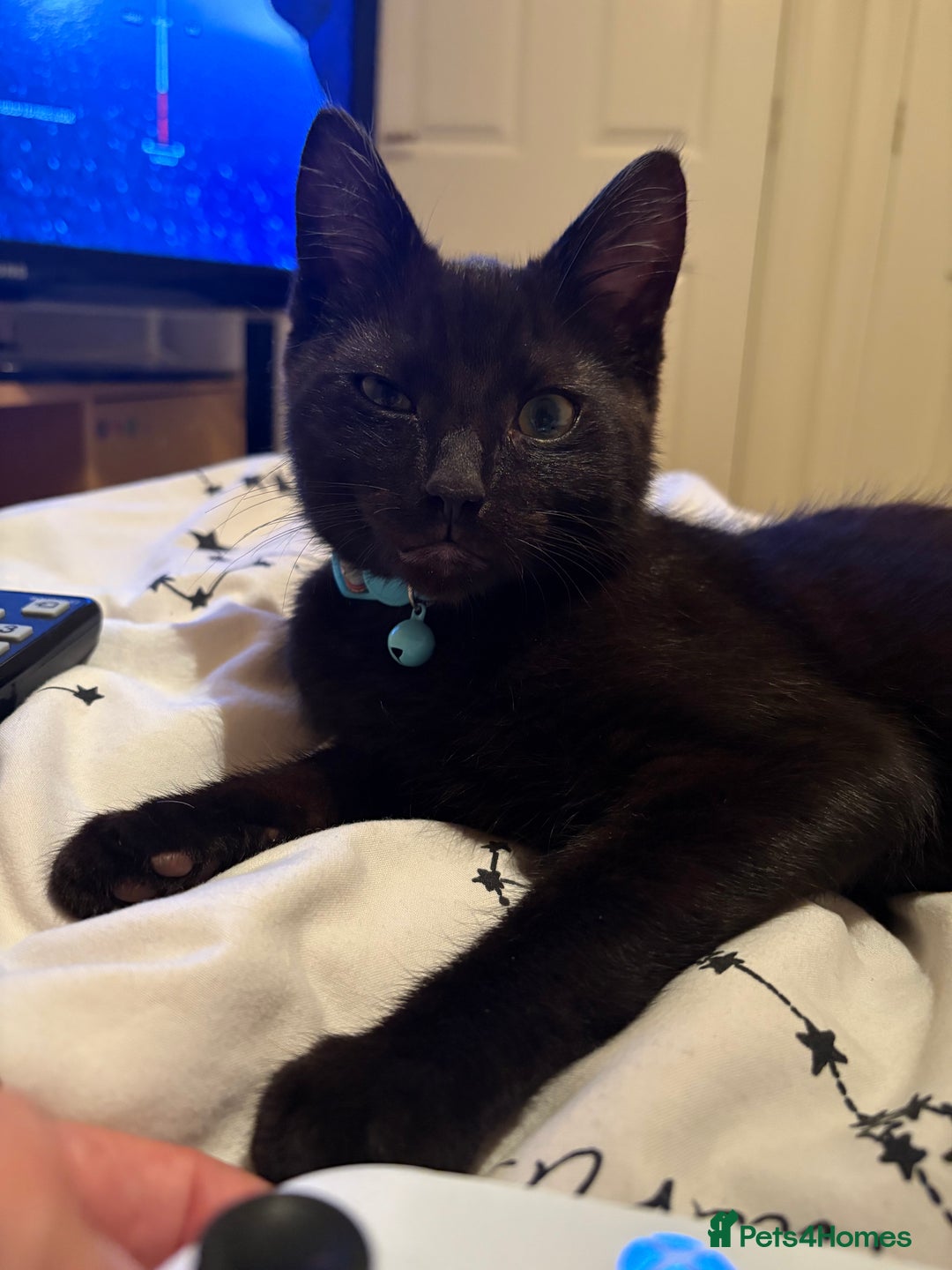 Domestic Shorthair cats for sale: Meet Toothless - Image 1