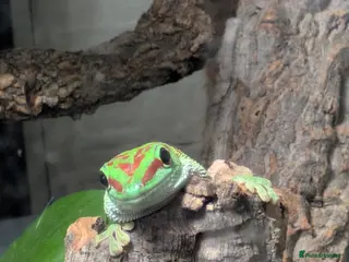 Gecko reptiles 2 x Madagascan Giant Day Gecko's - Advert 1
