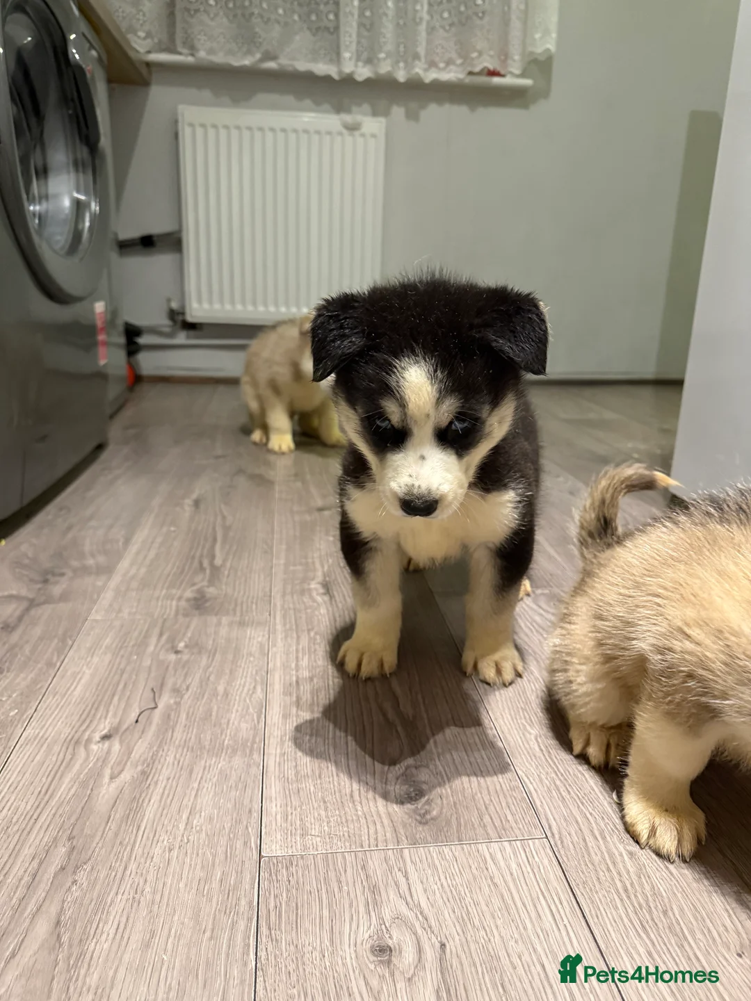 Siberian Husky dogs for sale: Puppies Siberian Huskies  - Advert 30