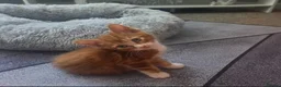 Mixed Breed cats for sale: Female kitten  - Advert 1