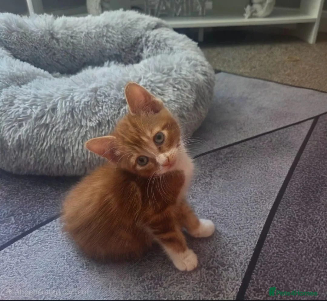 Mixed Breed cats for sale: Female kitten  - Advert 1