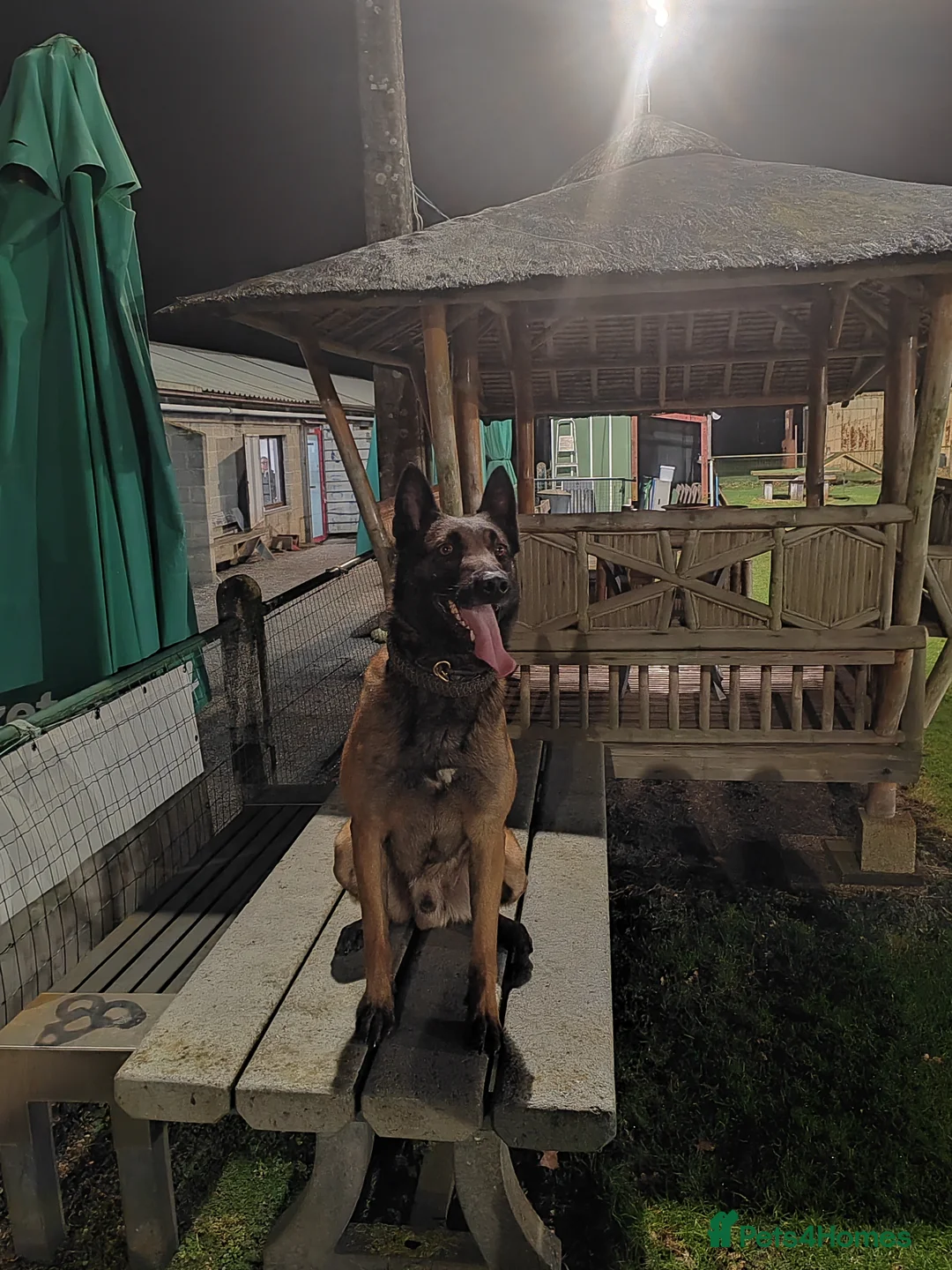 Belgian Shepherd Dog dogs for sale: Breeding with Taybo Van de berlexhoeve - Advert 3