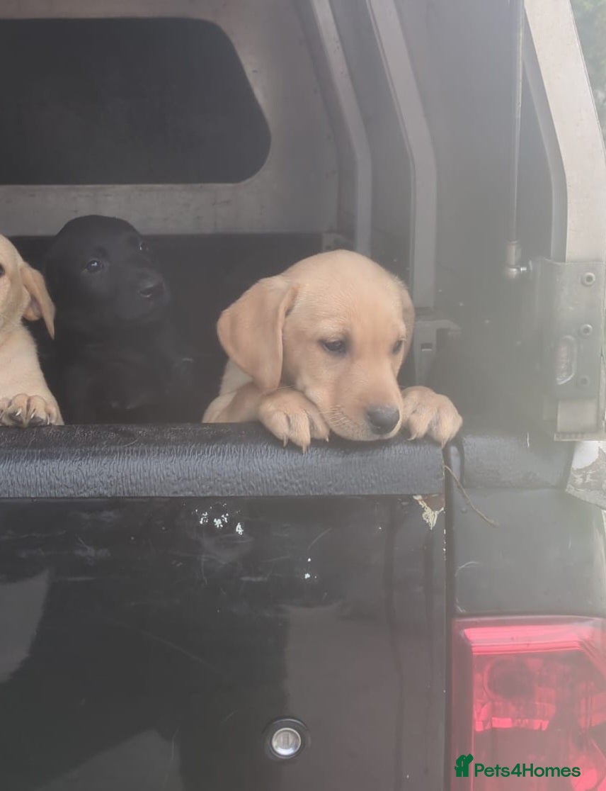 Labrador Retriever dogs KC Registered Female Labrador  - Advert 14