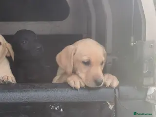 Labrador Retriever dogs KC Registered Female Labrador - Advert 14