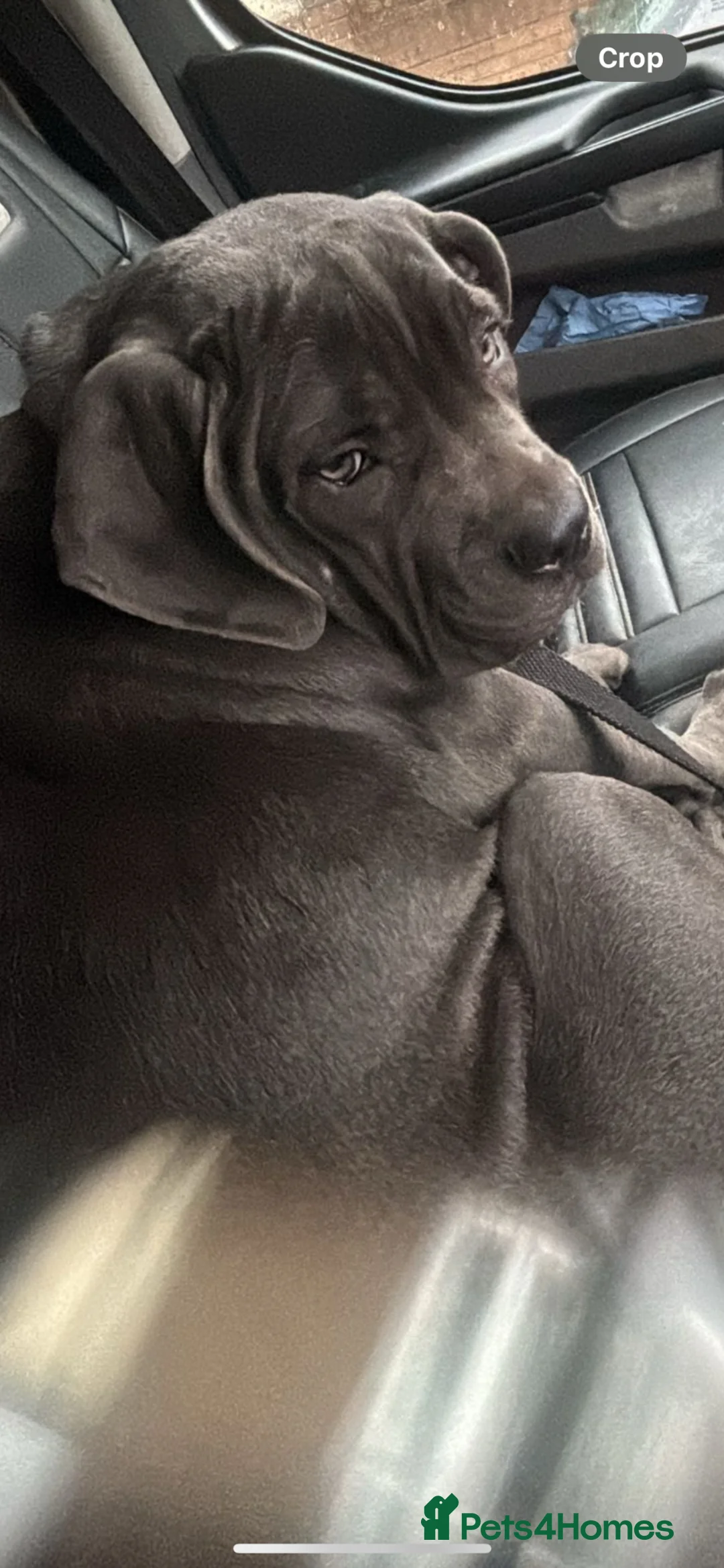 Cane Corso dogs for sale: Blue cane corso bitch - Advert 2