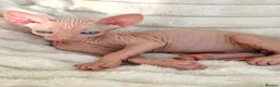 Sphynx cats for sale: 🐾 Beautiful Sphynx Kittens – Raised With Love 🐾 - Advert 4