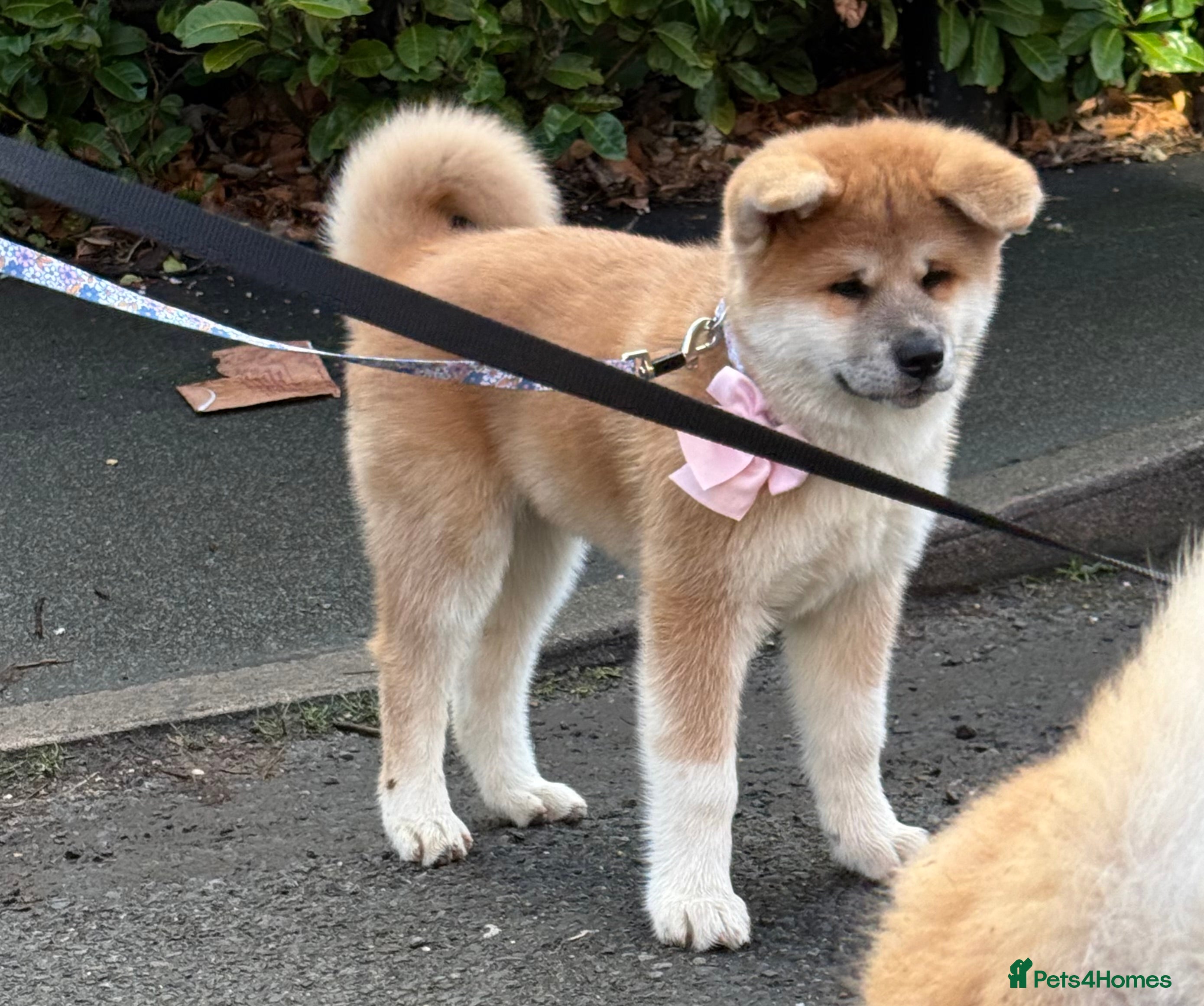 Akita dogs Akita puppy - Advert 1