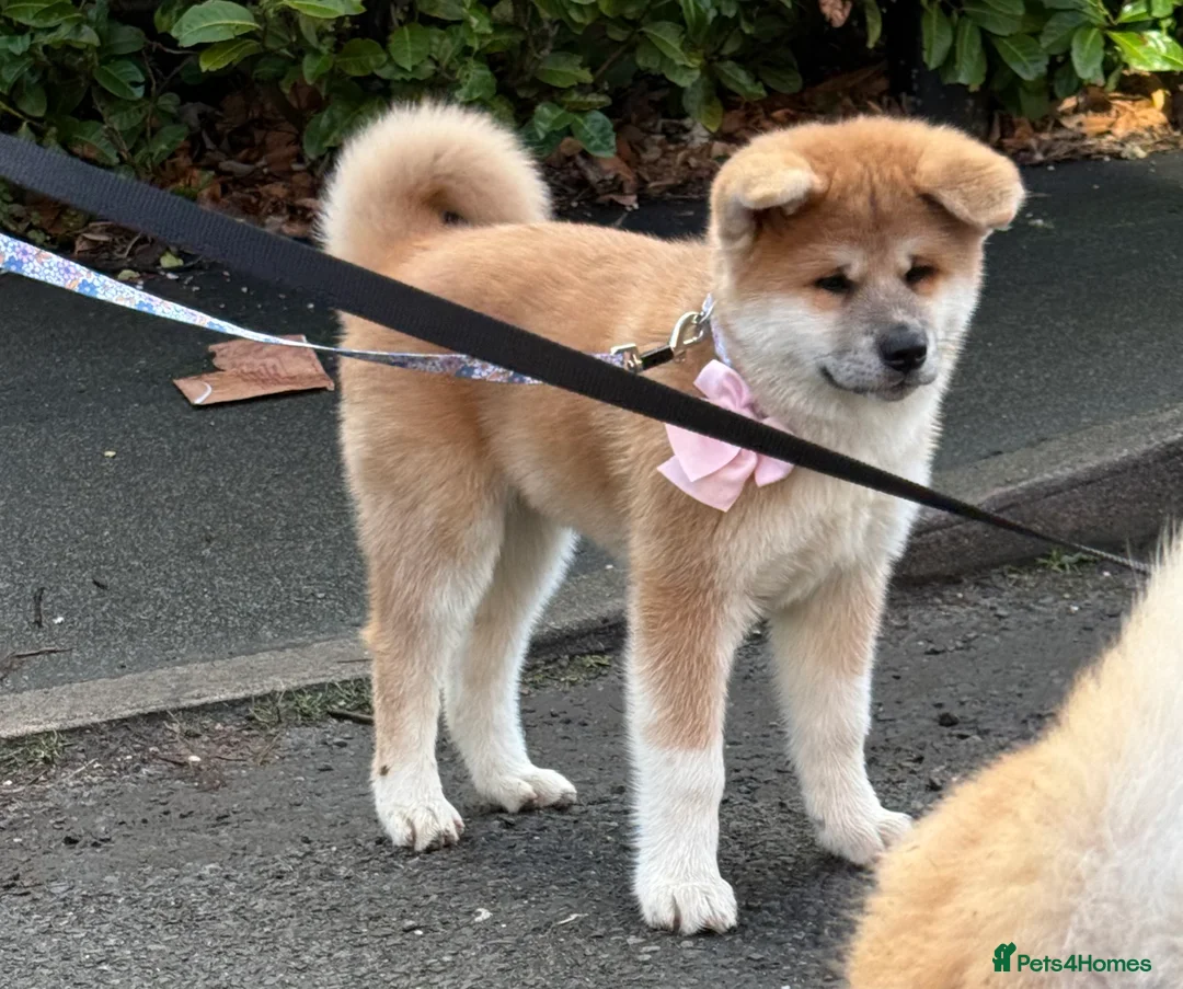 Akita dogs for sale: Akita puppy - Advert 1