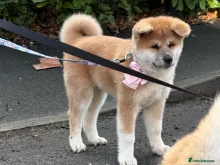 Akita dogs Akita puppy - Advert 1