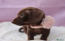Dachshund dogs for sale: Miniature dachshund  - Image 10