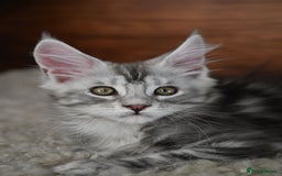 Maine Coon cats for sale: 👑 6 Majestic, health tested Kittens- TICA reg 🧬 - Image 11
