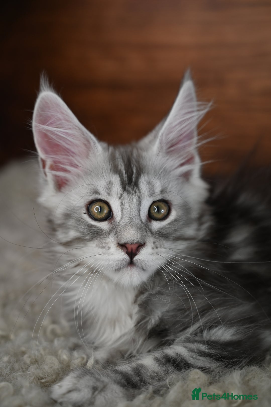 Maine Coon cats for sale: 👑 6 Majestic, health tested Kittens- TICA reg 🧬 - Image 11