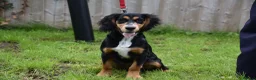 Cocker Spaniel dogs for sale: 5 Months Old Male Working Cocker KC Reg - Advert 27