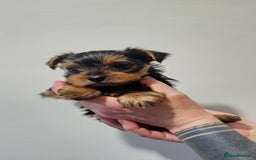 Yorkshire Terrier dogs for sale: 1 Male , Miniature Yorkshire  in Manchester - Image 9