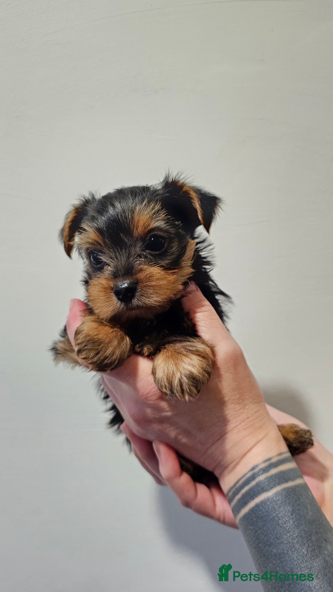 Yorkshire Terrier dogs for sale: 1 Male , Miniature Yorkshire  in Manchester - Image 9